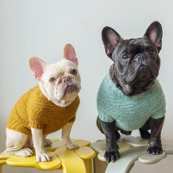 French bulldog in sweater best sale